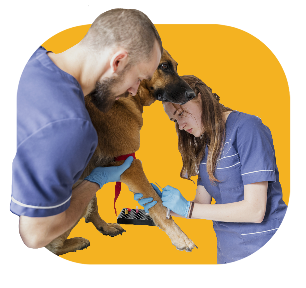 Visión' de la veterinaria Happy Pets.